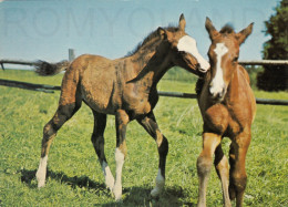 CARTOLINA  C20 ANIMALI-CAVALLI,CANI,ASINO,DELFINI,GATTI,FARFALLE,ORSI,MUCCHE,LEONI,MAIALI,NON VIAGGIATA - Chevaux