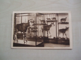 Carte Postale Ancienne 1931 MUSEE DU CONGO TERVUEREN L'okapi - Musées