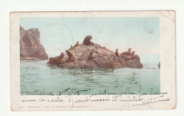 Etats Unis . Californie . Seal Rocks Avalon . Otaries . Phoques . Oblitération  Centalia . 1905 - Altri & Non Classificati