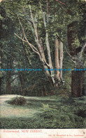 R670583 Bolderwood. New Forest. F. Bromfield. 1904 - Monde