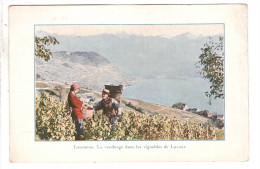 Lausanne Vendange Dans Le Vignoble De Lavaux ( Voir Coin Supérieur Droit ) - Lausanne