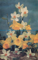 R669865 White Narcissi. Trumpet Daffodils. And Willow. Medici Society. Irene Haz - Monde