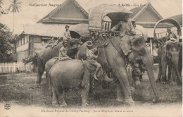 LUANG PRABANG -- Elephants Royaux - Jeune Eléphant Têtant Sa Mère - Laos