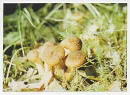 Postal Stationery Belarus 1999 Mushroom - Champignons