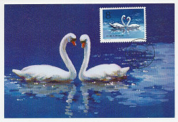 Maximum Card China 1983 Bird - Swan - Lovers - Other & Unclassified