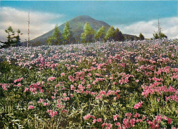 Japon - Mount Tateshina And Azalea Flowers - Fleurs - Carte Neuve - Nippon - CPM - Voir Scans Recto-Verso - Autres & Non Classés