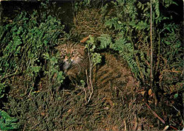 Animaux - Fauves - Chat Sauvage - Wild Cat In The Heather - CPM - Voir Scans Recto-Verso - Autres & Non Classés