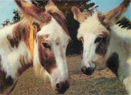 Animaux - Anes - Royaume Uni - Angleterre - England - UK - United Kingdom - Sidmouth - Devon - Some Donkeys At The Donke - Anes