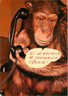 Animaux - Singes - Chimpanzé - Carte à Message - CPM - Voir Scans Recto-Verso - Monkeys