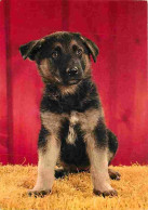 Animaux - Chiens - Berger Allemand - Chiots - Flamme Postale De Auxerre - CPM - Voir Scans Recto-Verso - Chiens