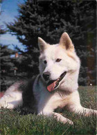 Animaux - Chiens - Husky - CPM - Voir Scans Recto-Verso - Dogs