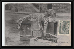 49178 N°30 Panthère Leopard 1906 Congo Francais Carte Maximum (card) Pour Beire-le-Chatel Cote D'or - Covers & Documents