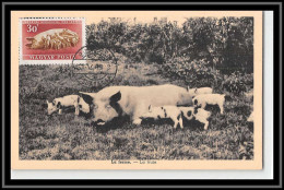49129 N°987 La Ferme Truie Cochon Pig 1951 Magyar Posta Hungary Hongrie Carte Maximum (card) - Boerderij