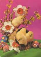 PASQUA POLLO UOVO Vintage Cartolina CPSM #PBP144.A - Easter
