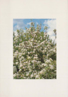 FLOWERS Vintage Ansichtskarte Postkarte CPSM #PBZ938.A - Fiori