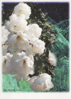 FLOWERS Vintage Postcard CPSM #PBZ559.A - Fiori
