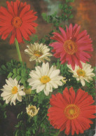 FLOWERS Vintage Postcard CPSM #PBZ434.A - Fiori