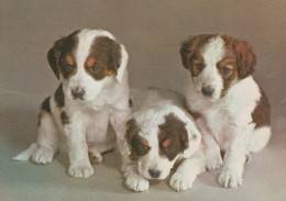 DOG Animals Vintage Postcard CPSM #PAN647.A - Chiens