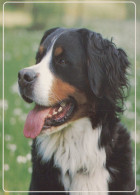 HUND Tier Vintage Ansichtskarte Postkarte CPSM #PAN426.A - Dogs