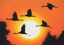 OISEAU Animaux Vintage Carte Postale CPSM #PAN370.A - Oiseaux