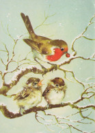 BIRD Animals Vintage Postcard CPSM #PAM906.A - Vogels