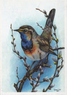 BIRD Animals Vintage Postcard CPSM Unposted #PAM741.A - Birds