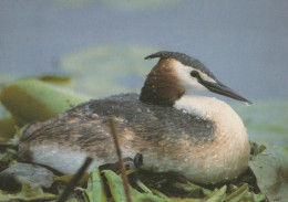 BIRD Animals Vintage Postcard CPSM #PAM696.A - Vogels