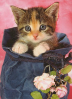 GATTO KITTY Animale Vintage Cartolina CPSM #PAM478.A - Katten