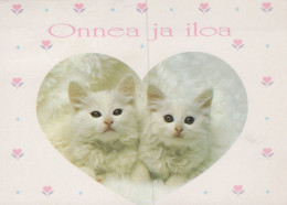 GATTO KITTY Animale Vintage Cartolina CPSM #PAM448.A - Katten