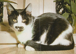 KATZE MIEZEKATZE Tier Vintage Ansichtskarte Postkarte CPSM #PAM350.A - Katten