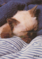 CAT KITTY Animals Vintage Postcard CPSM #PAM181.A - Katten