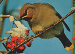 PÁJARO Animales Vintage Tarjeta Postal CPSM #PBR720.A - Oiseaux