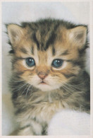 KATZE MIEZEKATZE Tier Vintage Ansichtskarte Postkarte CPSM #PBR028.A - Katten