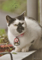 GATTO KITTY Animale Vintage Cartolina CPSM #PBQ955.A - Cats