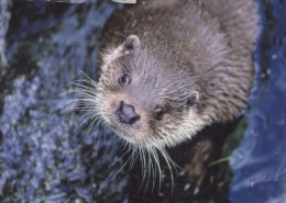 LOUTRE Animaux Vintage Carte Postale CPSM #PBS908.A - Other & Unclassified