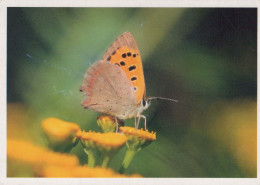 MARIPOSAS Animales Vintage Tarjeta Postal CPSM #PBS446.A - Butterflies