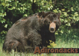 NASCERE Animale Vintage Cartolina CPSM #PBS097.A - Bären