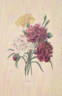 FLEURS Vintage Carte Postale CPSMPF #PKG042.A - Flowers