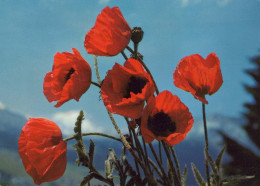 FLOWERS Vintage Postcard CPSM #PAR207.GB - Fleurs