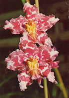 FLOWERS Vintage Postcard CPSM #PAR147.GB - Fleurs