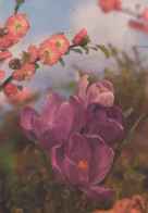 FLOWERS Vintage Postcard CPSM #PAR086.GB - Blumen