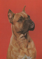 DOG Animals Vintage Postcard CPSM #PAN831.GB - Dogs