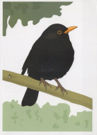 BIRD Animals Vintage Postcard CPSM #PAN376.GB - Birds