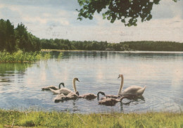 BIRD Animals Vintage Postcard CPSM #PAN313.GB - Birds