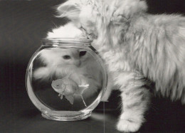 CAT KITTY Animals Vintage Postcard CPSM Unposted #PAM441.GB - Katzen