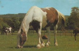 HORSE Animals Vintage Postcard CPA #PKE881.GB - Paarden