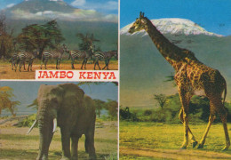 GIRAFFE Animals Vintage Postcard CPSM #PBS949.GB - Girafes