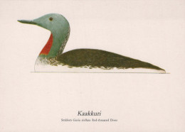 BIRD Animals Vintage Postcard CPSM #PBR566.GB - Vogels