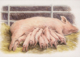 PIGS Animals Vintage Postcard CPSM #PBR759.GB - Pigs
