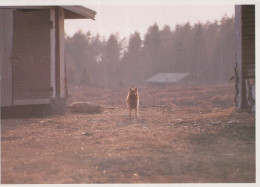 DOG Animals Vintage Postcard CPSM #PBQ392.GB - Dogs